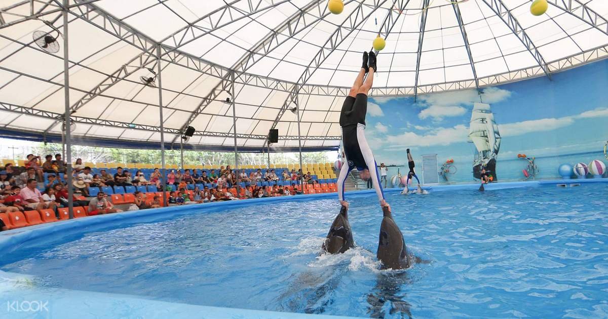 Dophin Show Dophin Show